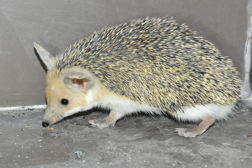 长耳刺猬