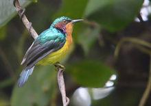 紫颊直嘴太阳鸟