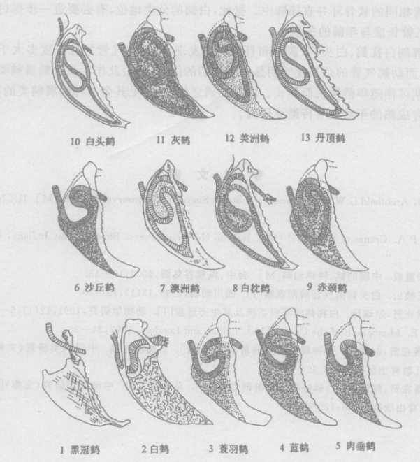 鹤类 气管.png
