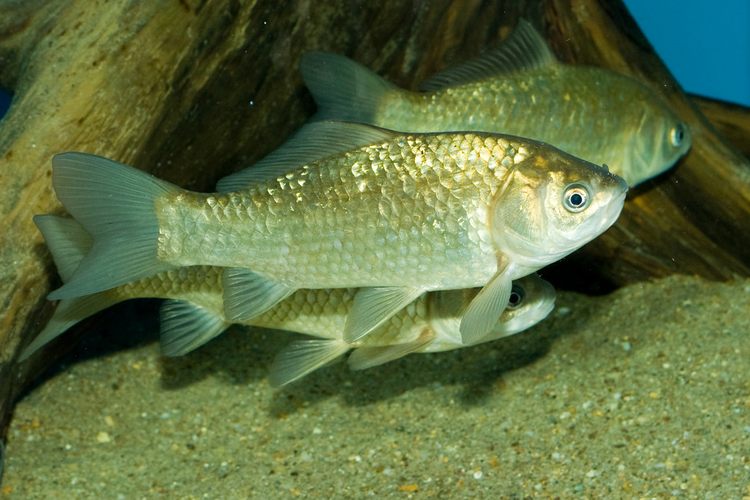 鲫鱼Crucian carp (Carassius gibelio)