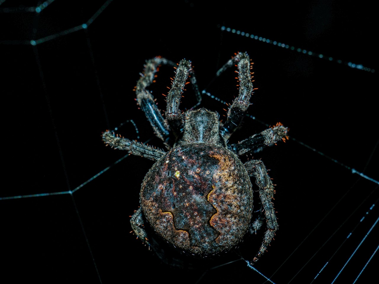 大腹园蛛 (园蛛科园蛛属动物)