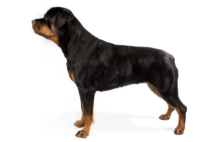 罗威纳犬