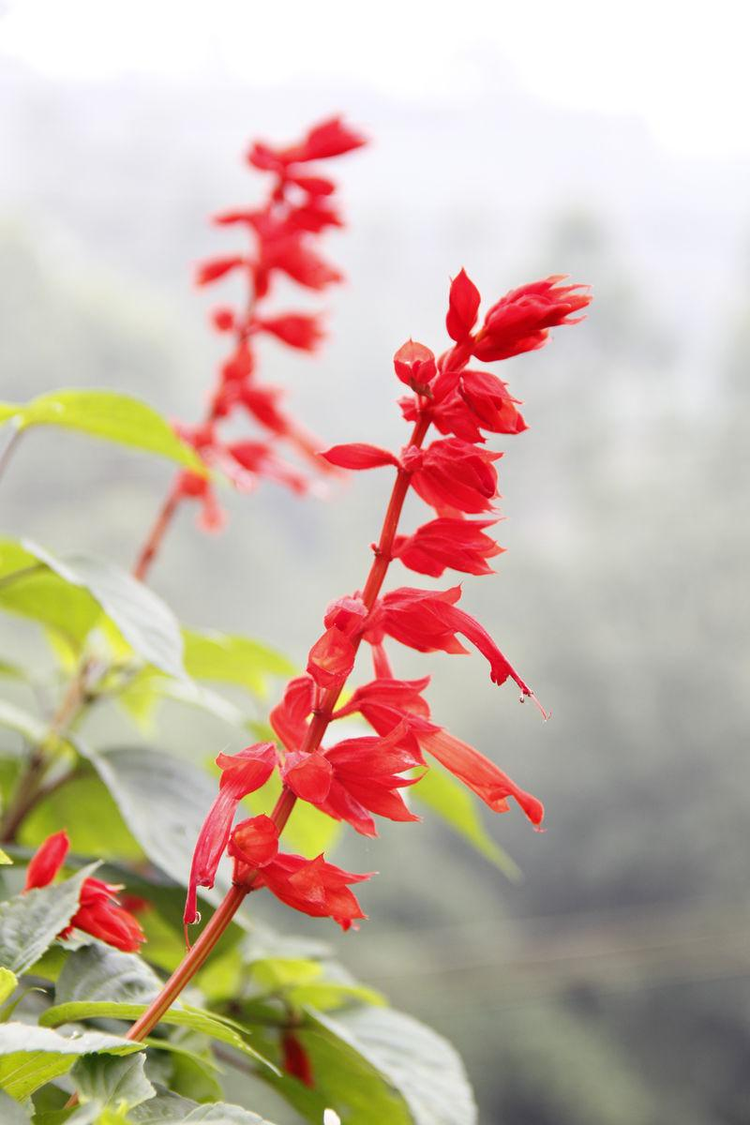 花卉