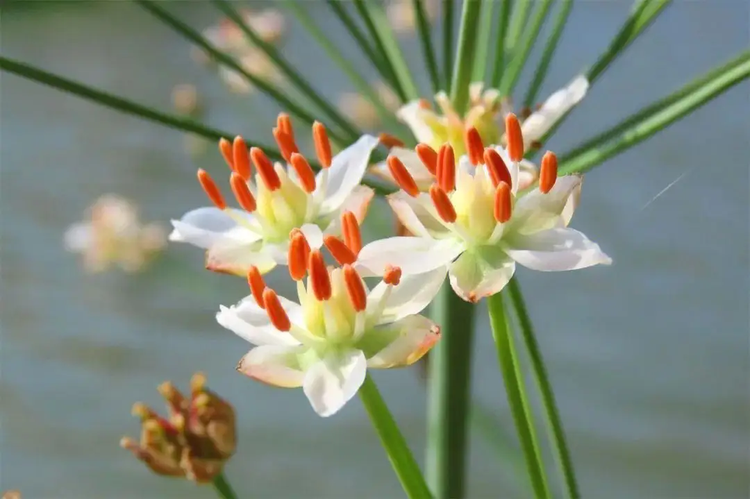 宁阳县