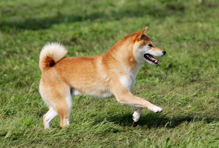 秋田犬