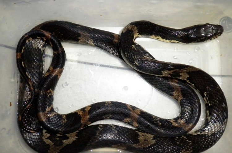 棕黑锦蛇