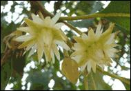 吞武里皇家大学