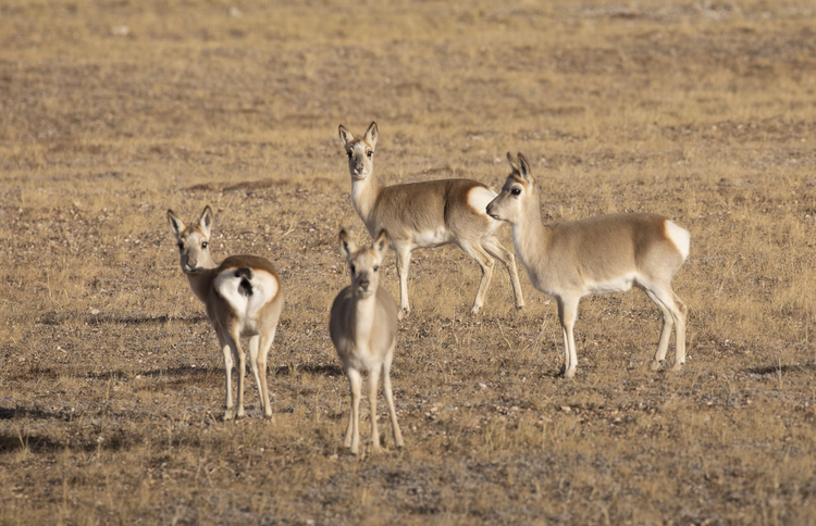 藏羚羊在秋天的草原，青海可可西里地区的野生动物
