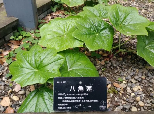 八角莲.png