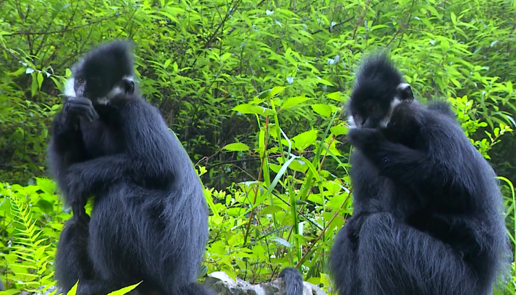 务川仡佬族苗族自治县