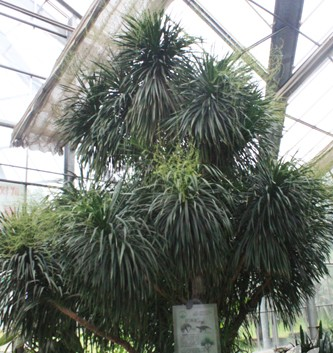 中国科学院武汉植物园