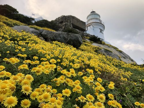 野菊