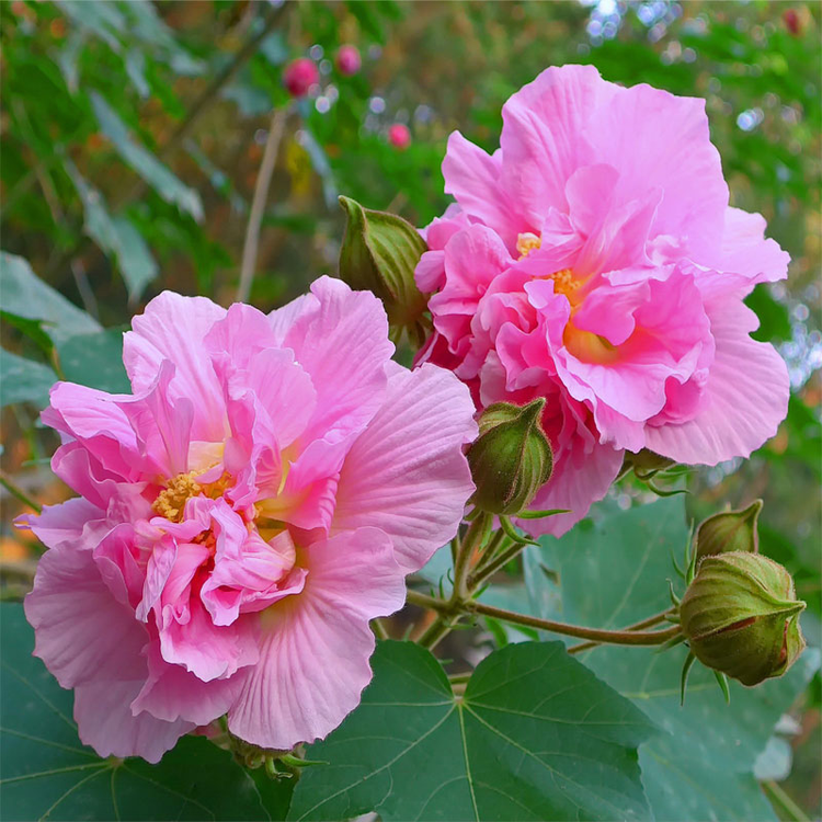 重瓣木芙蓉