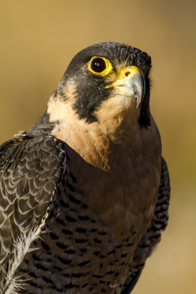 秋景中的游隼Peregrine Falcon in Autumn Setting.jpeg
