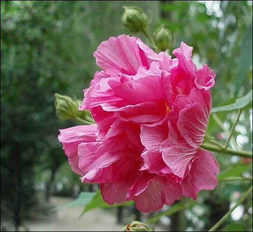 重瓣木芙蓉