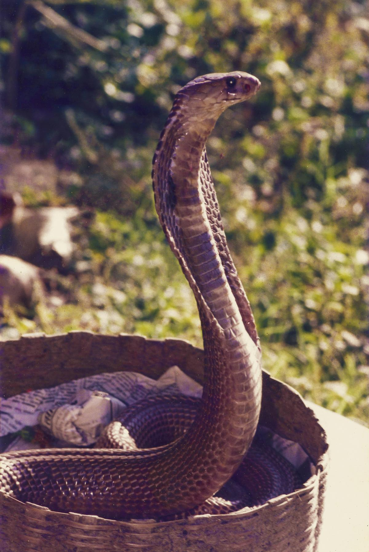 cobra_indian_cobra_snake.jpg