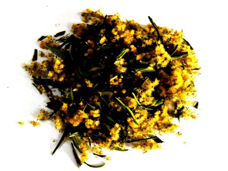 一枝黄花.png
