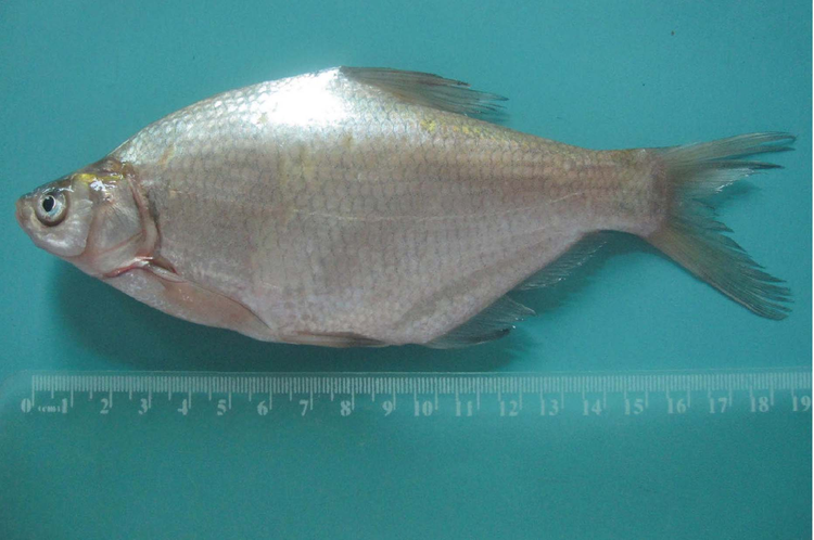 团头鲂