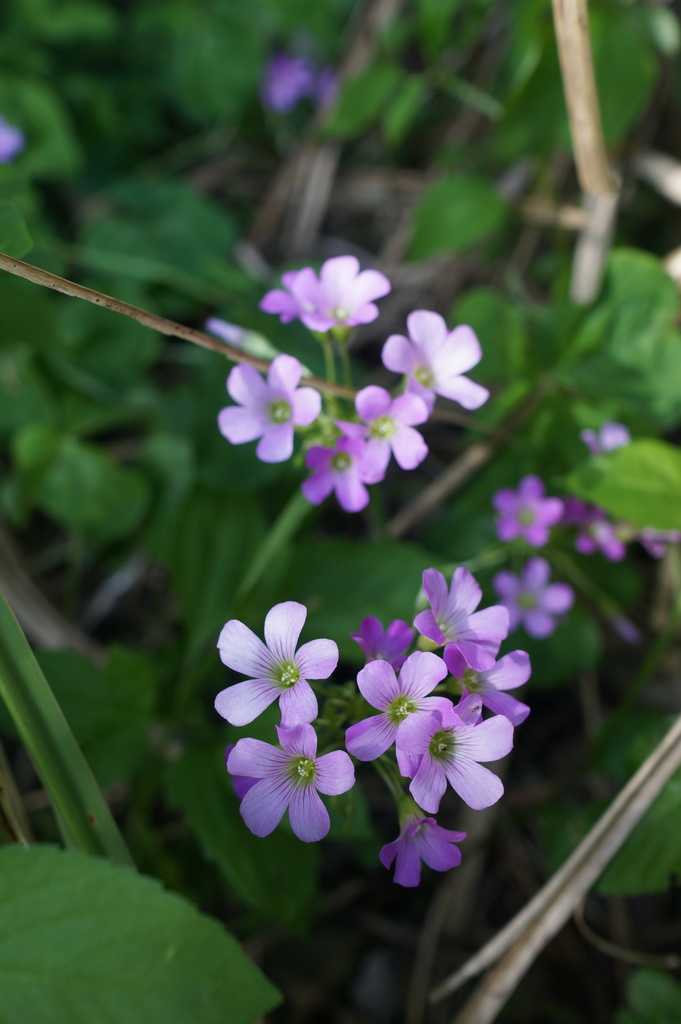 红花酢浆草
