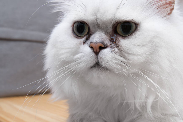 波斯猫
