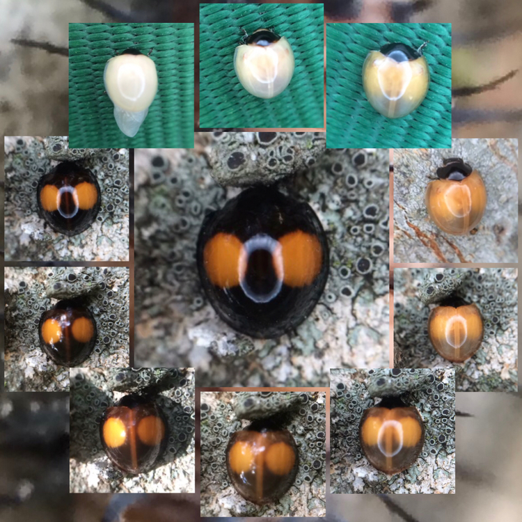 甲虫