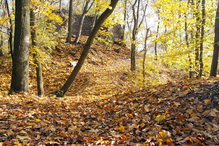落叶林秋景与断壁残垣林道autumnal view of deciduous forest and forest way with ruin wall