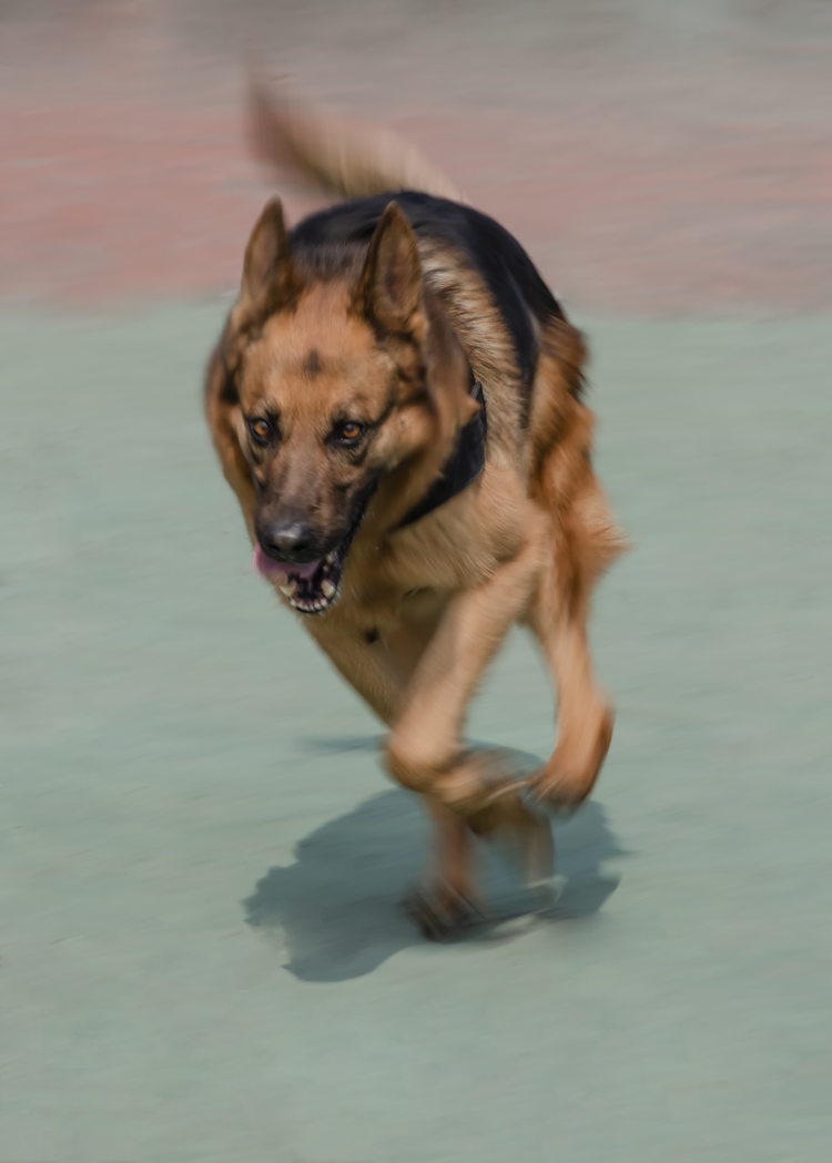 德国牧羊犬