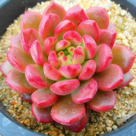 红宝石