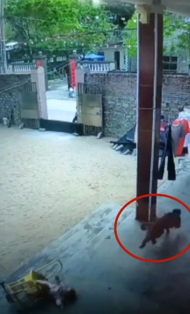 4·6海南野猴进村伤人事件