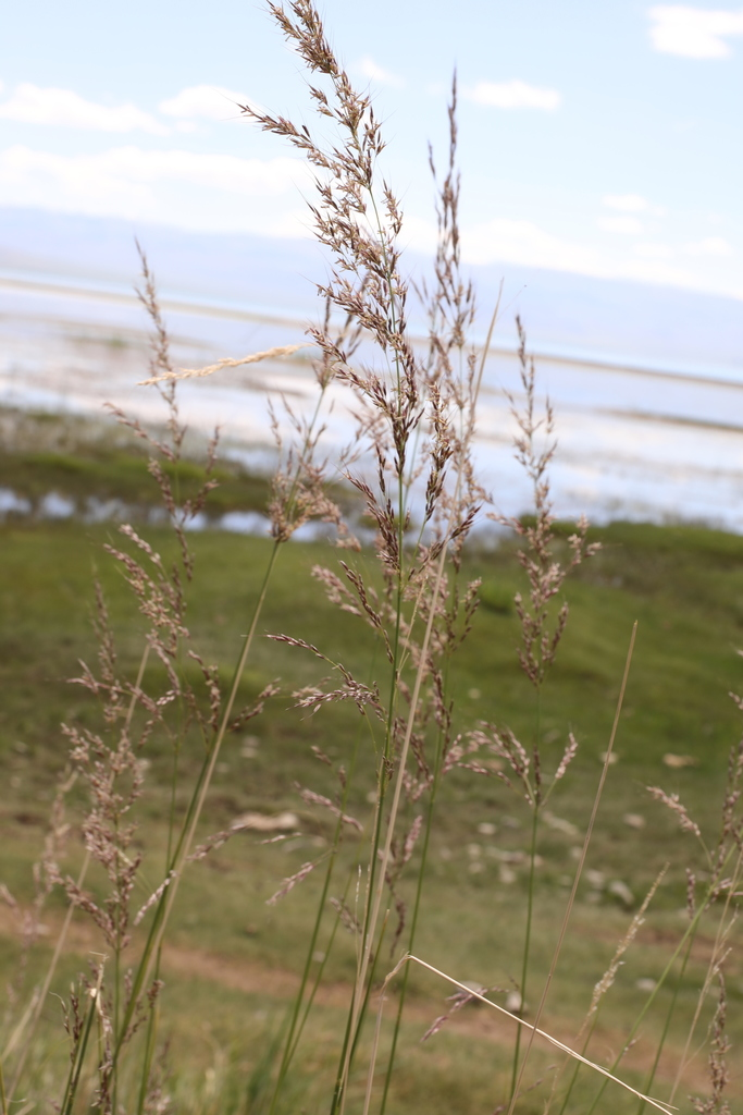 大量批发芨芨草图片