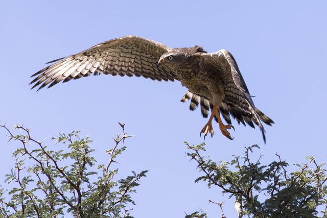 Eale Pale Cha ting Goshawk坐在树上对抗蓝色的Kalahemale Pale Chanting Goshawk sitting in a tree against blue Kalah