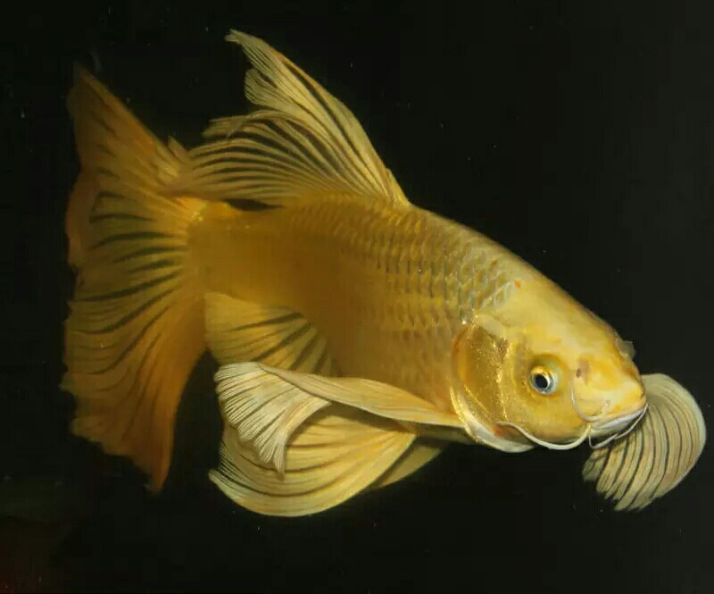 鲤