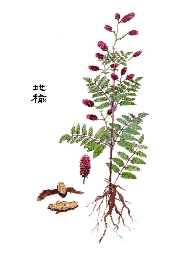 本草纲目手绘中草药植物插画地榆.jpeg