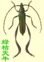 绿桔天牛