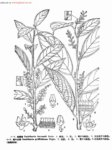 尾叶白珠