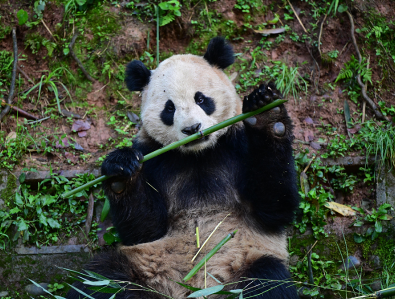 大熊猫：云川