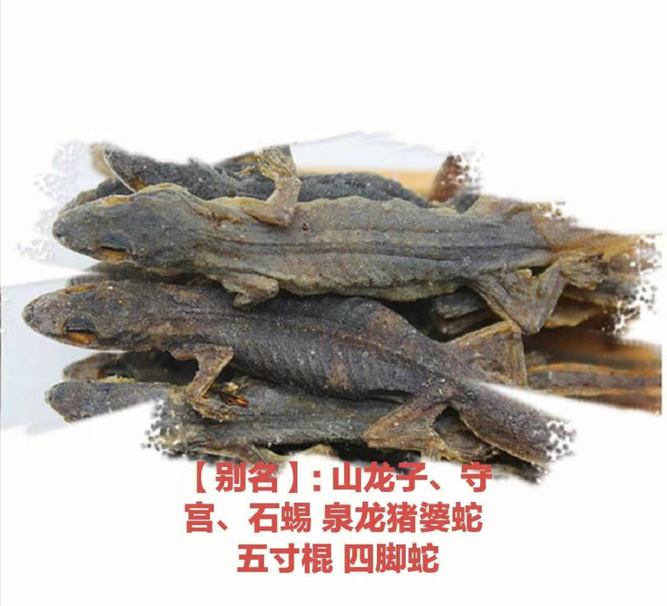 中国石龙子