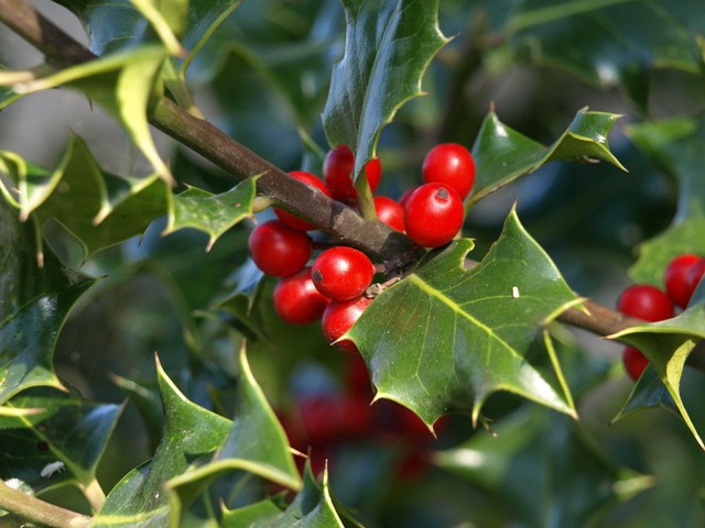 冬青植物Holly Plant.jpeg