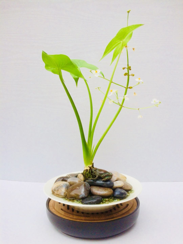野慈姑