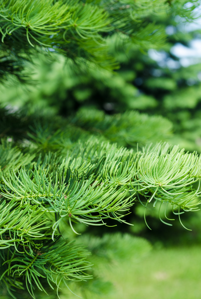 云杉树枝上的嫩芽，特写Young shoots on the branches of spruce, close-up