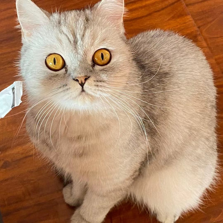 猫