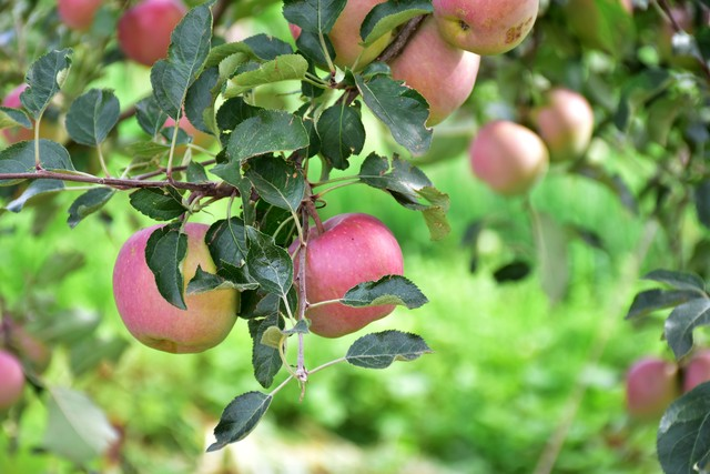 凉山彝族自治州