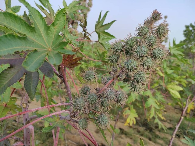 一个美丽的短蓖麻植物生长在农场.jpeg