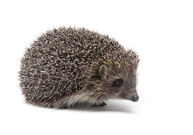 刺猬孤立在白色背景上Hedgehog isolated on white background