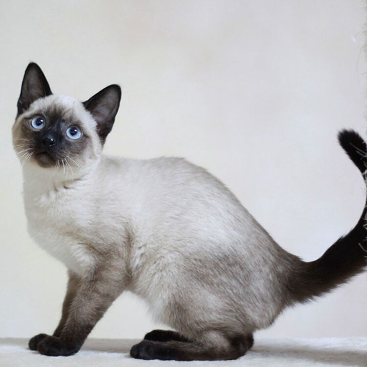 重点色英国短毛猫