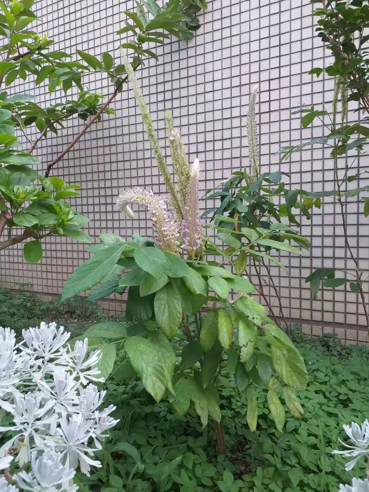 匈牙利