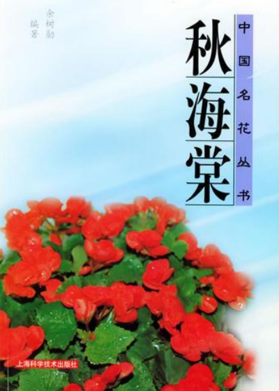 秋海棠