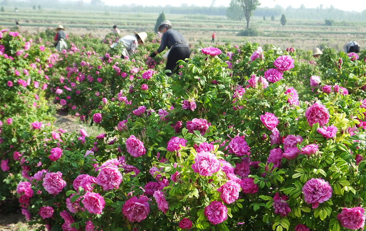 花卉