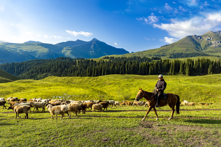 新疆维吾尔自治区伊犁尼勒克县阔尔克草原风光