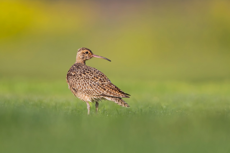 草地上觅食的小杓鹬